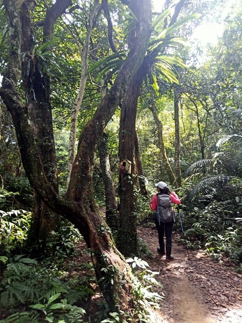 【桃園】挑戰溪洲山：重拾登山的信心與勇氣