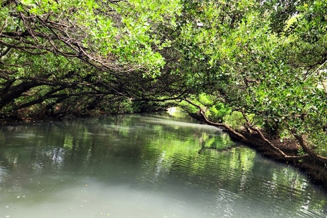 【台南】沈浸於袖珍版亞馬遜森林的四草綠色隧道