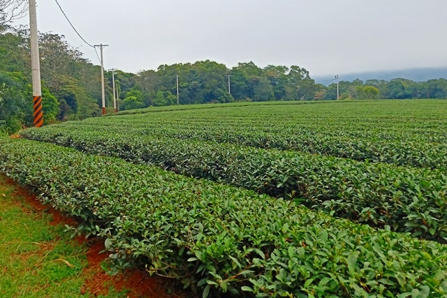 【苗栗】挑炭古道與慈濟茶園之美