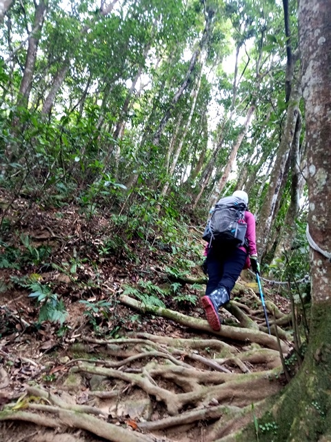 【新竹】有趣的登山經驗，關西赤柯山－赤柯山南峰－東獅頭山三連