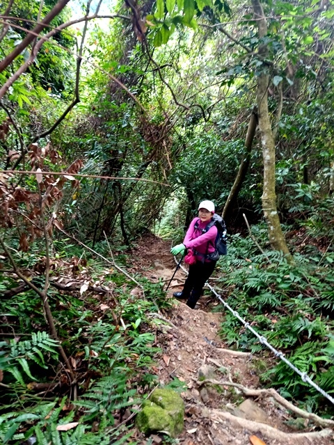 【新竹】有趣的登山經驗，關西赤柯山－赤柯山南峰－東獅頭山三連