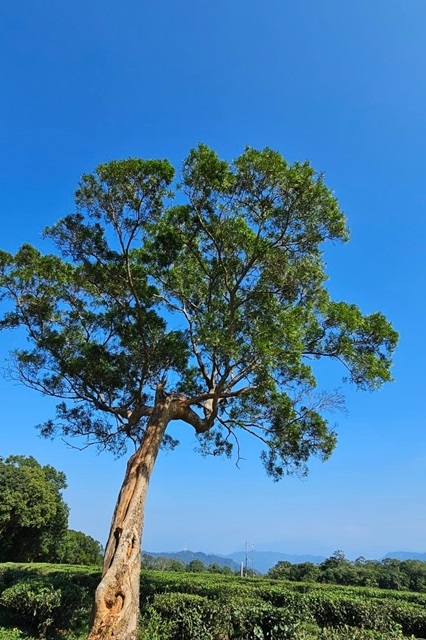 20191119火燄山縱走慈濟茶莊_231120_25.jpg