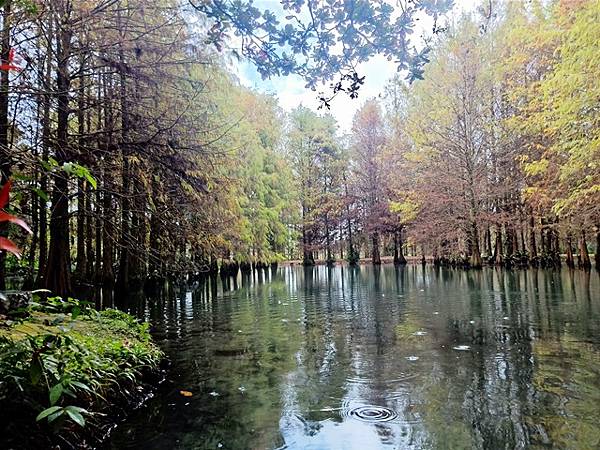 【花蓮】縱情花東山水，消遙在台泥DAKA園區、鈺展落羽松森林