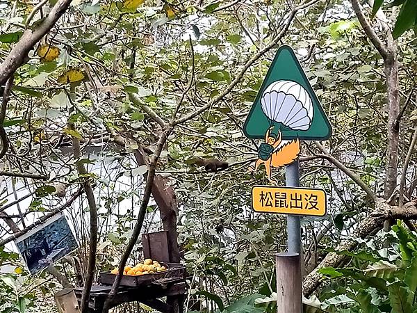 【花蓮】縱情花東山水，消遙在台泥DAKA園區、鈺展落羽松森林