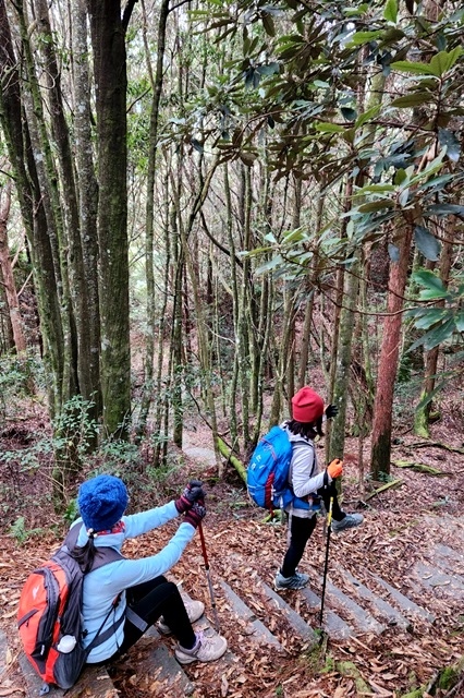 【新竹五峰】觀霧「真快樂」旅程；攀登榛山、瞭望聖稜。