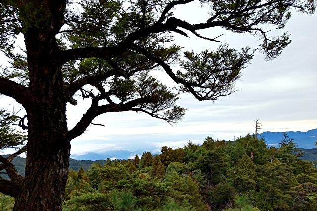 【新竹五峰】觀霧「真快樂」旅程；攀登榛山、瞭望聖稜。