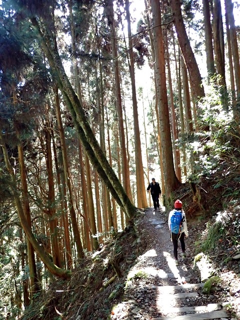 【新竹五峰】深入觀霧：檜木步道與樂山林道完結篇