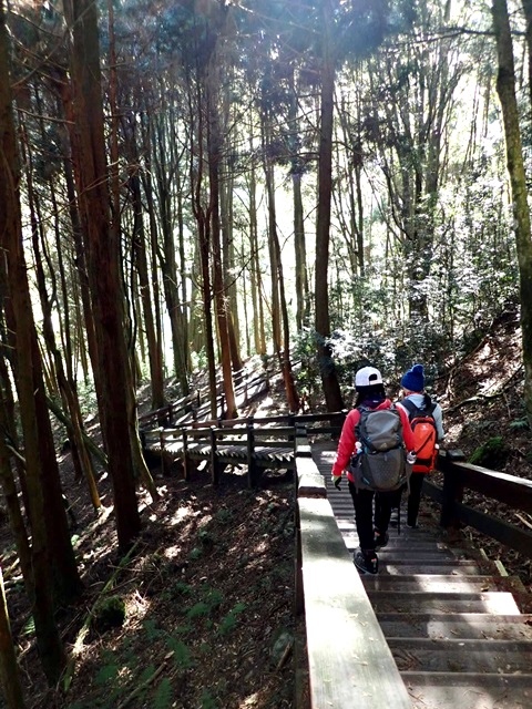 【新竹五峰】深入觀霧：檜木步道與樂山林道完結篇