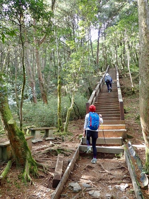 【新竹五峰】深入觀霧：檜木步道與樂山林道完結篇