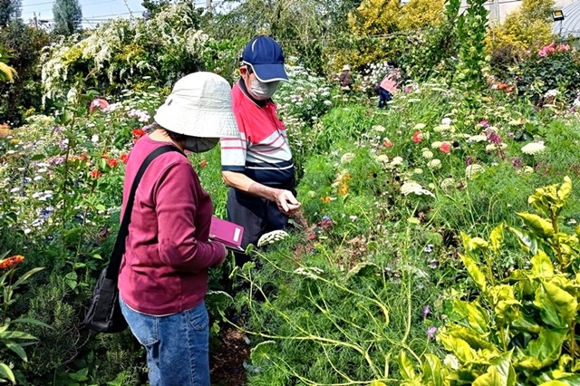 【花草世界】一年開放一次，2024年「香久園」的繽紛饗宴