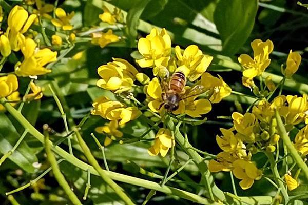 【新竹橫山】春日限定隱藏版黃金花海－頭份林油菜花秘境