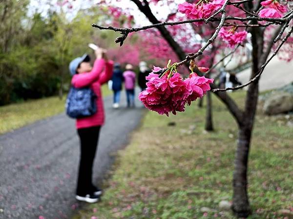 【新竹｜竹東】每年一約的櫻花角度，2025竹東河濱公園櫻花小