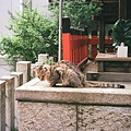 神社喵喵