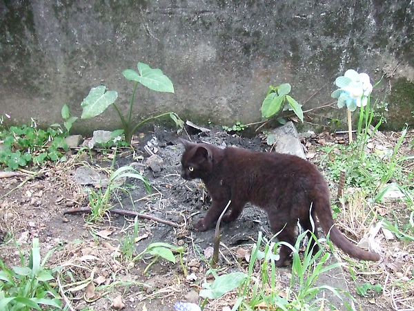 20100327金瓜石爬山猴狪喵喵 186.JPG