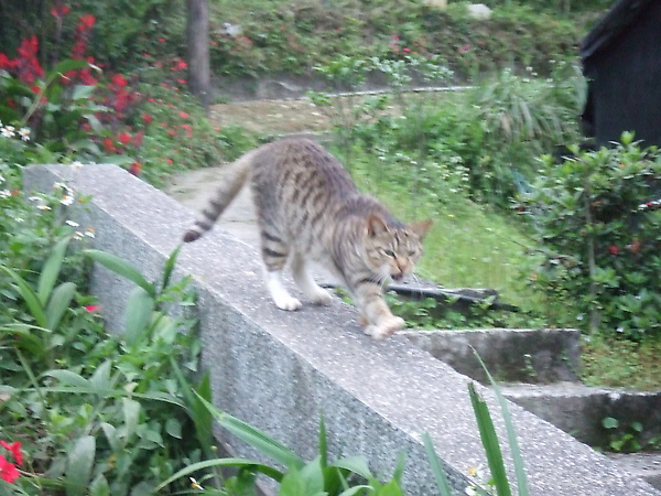 20100327金瓜石爬山猴狪喵喵 201.JPG