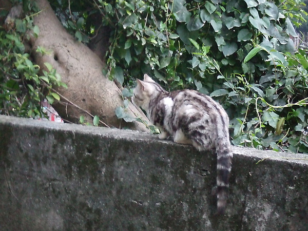 20100327金瓜石爬山猴狪喵喵 222.JPG