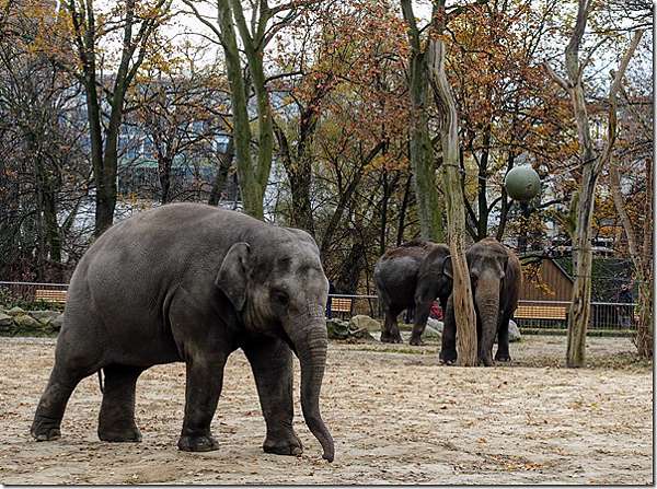 動物園也有世界排名 第一名德國柏林 Zoo Berlin 背包ken的旅遊貧道 痞客邦