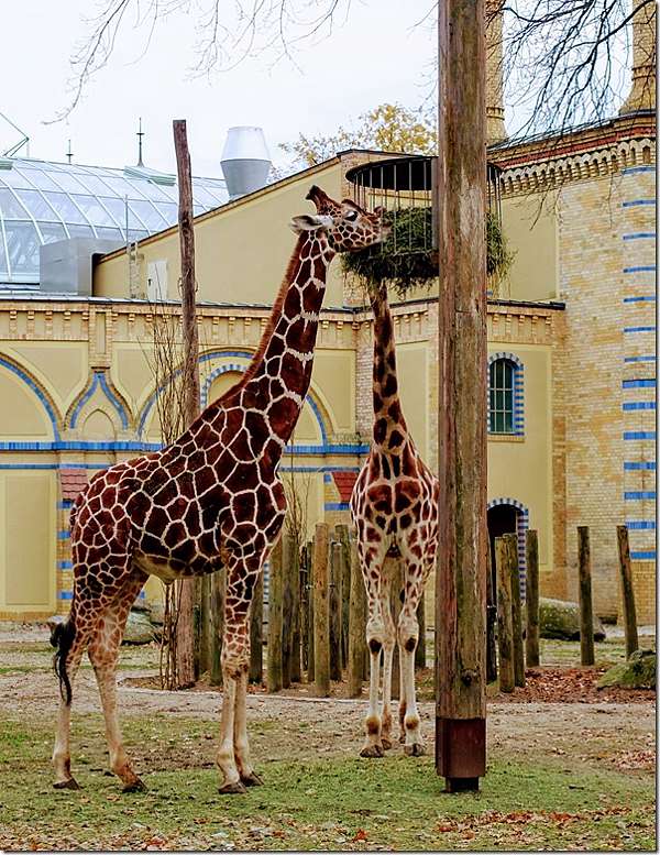 動物園也有世界排名 第一名德國柏林 Zoo Berlin 背包ken的旅遊貧道 痞客邦 動物園也有世界排名 第一名德國柏林 Zoo Berlin 背包ken的旅遊貧道 痞客邦