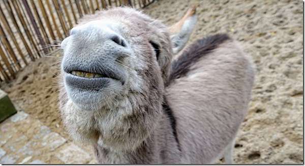 動物園也有世界排名 第一名德國柏林 Zoo Berlin 背包ken的旅遊貧道 痞客邦 動物園也有世界排名 第一名德國柏林 Zoo Berlin 背包ken的旅遊貧道 痞客邦