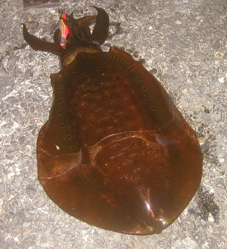 p52600050xp.jpg