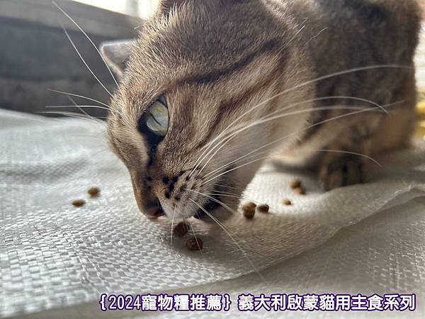 ｛2024寵物糧推薦｝品果國際_低敏配方寵物飼料開箱_義大利