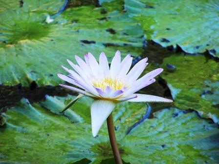 桃園連花季-林家古厝16.JPG