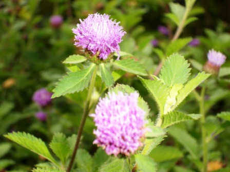 仁山植物園-東方庭園21.JPG