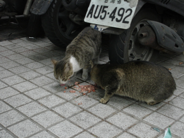 北投街貓 006.jpg 北投街貓 006.jpg