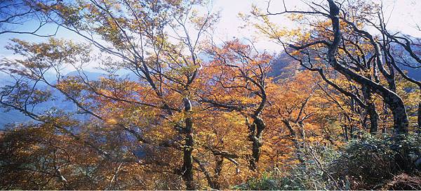 太平山