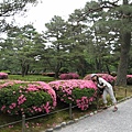 杜鵑花(兼六園)