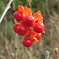 Fall Berries