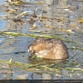 Muskrat