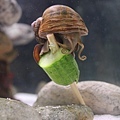 snail_mary_ploppins