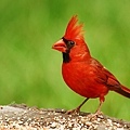 Cardinal