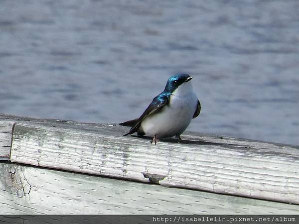 Tree Swallow