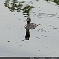 pied bill grebe2