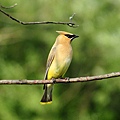 598px-Cedar_Waxwing_August_14_2012_Newfoundland_PA.jpg