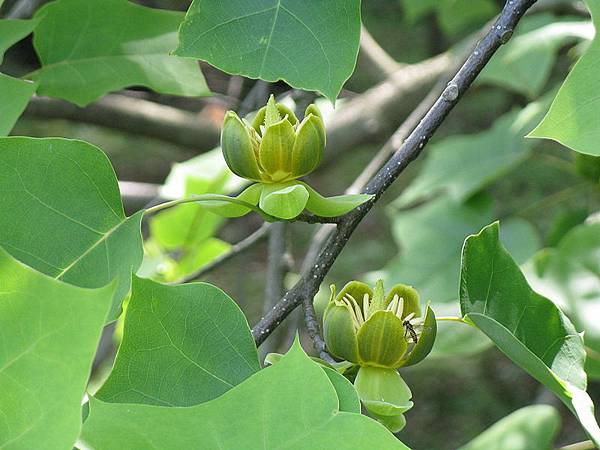 800px-Liriodendron_chinense1.jpg