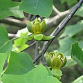 800px-Liriodendron_chinense1.jpg