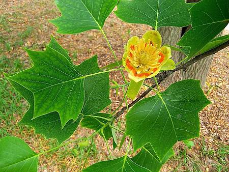 800px-Liriodendron_tulipifera.jpg