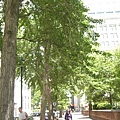 Gingo Trees.JPG