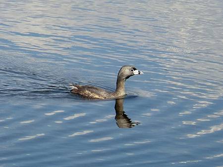 pied bill grebe.JPG