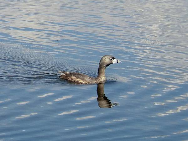 pied bill grebe.JPG