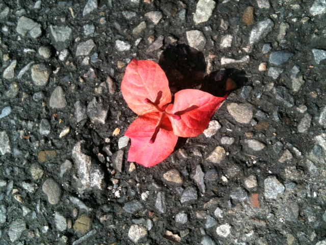 flower flower