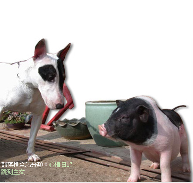 pig.bmp pig.bmp