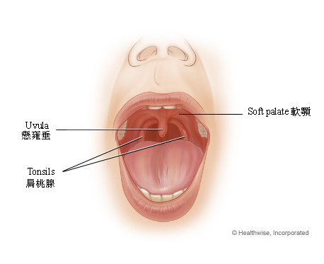 Uvula&Tonsils.bmp