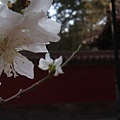御花園總該有點花