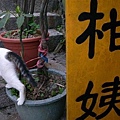 吃芋圓前，又遇見一隻貓