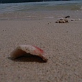 小雞盲拍