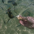 麵包餵魚